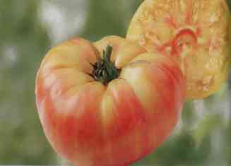 TOMATE Ananas
