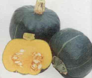 COURGE COMESTIBLE BUTTERCUP