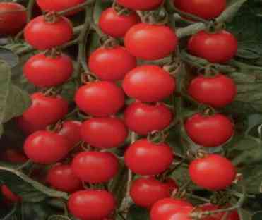 TOMATE Cerise Supersweet F1