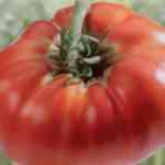 TOMATE Russe Rouge